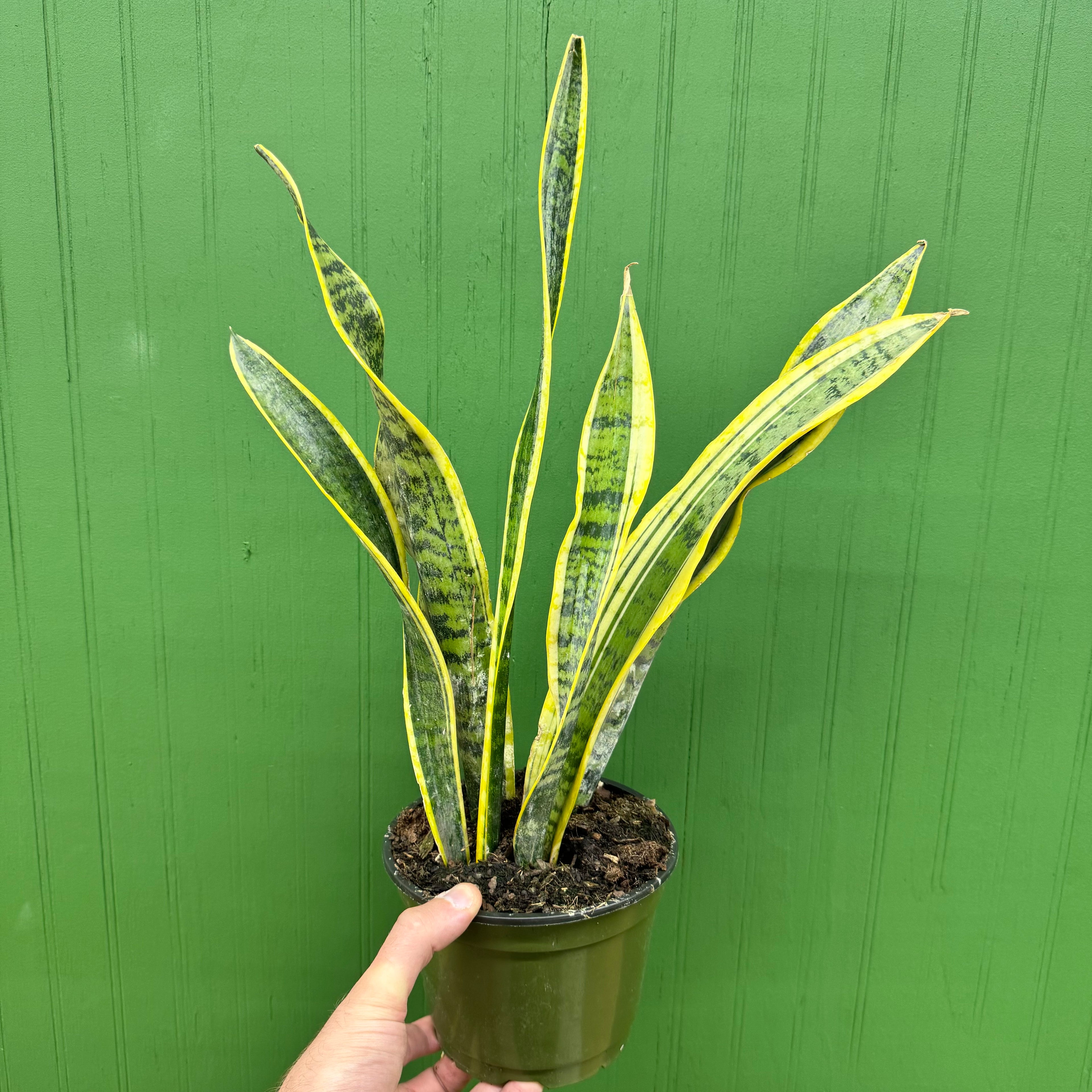 Sansevieria Laurentii