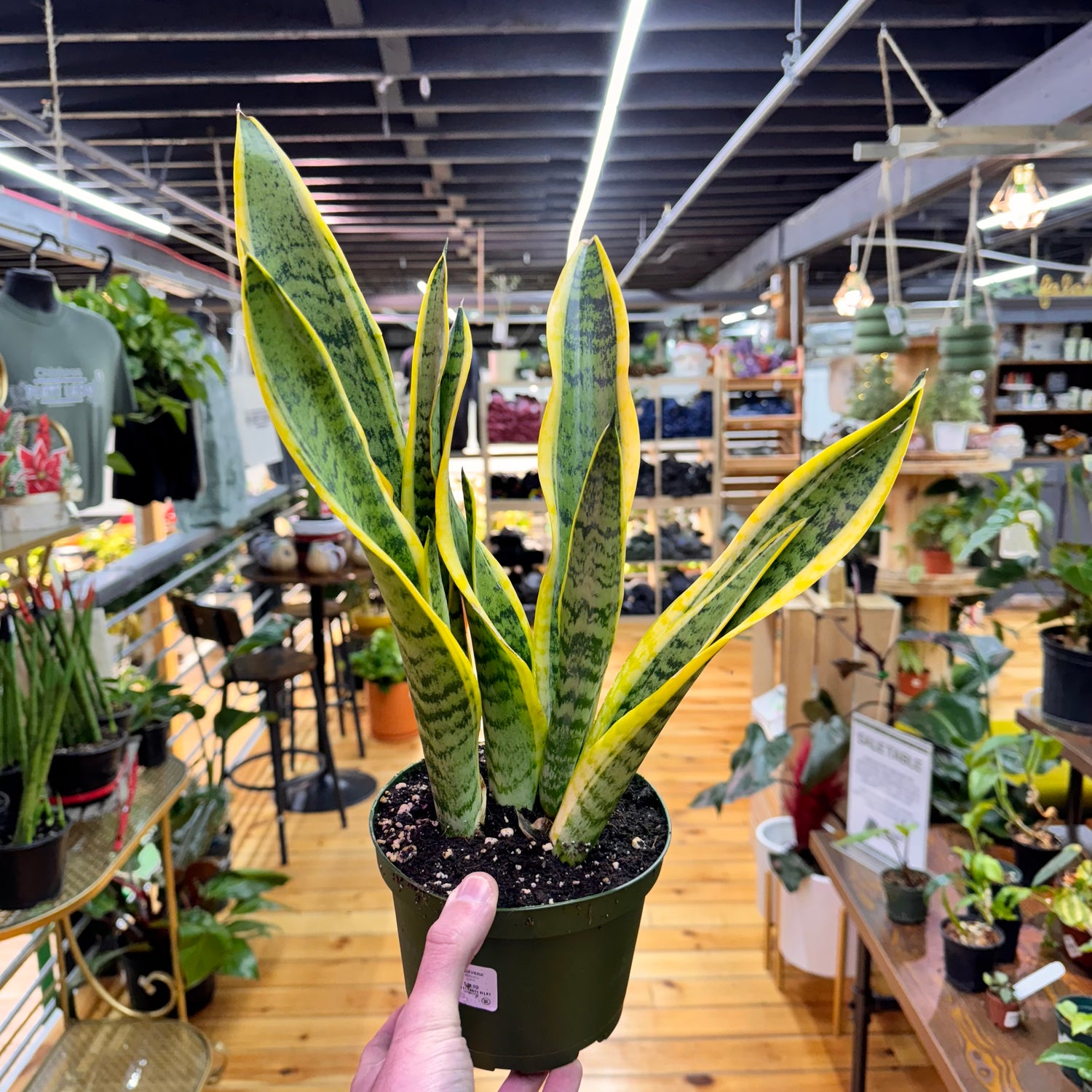 Sansevieria Laurentii