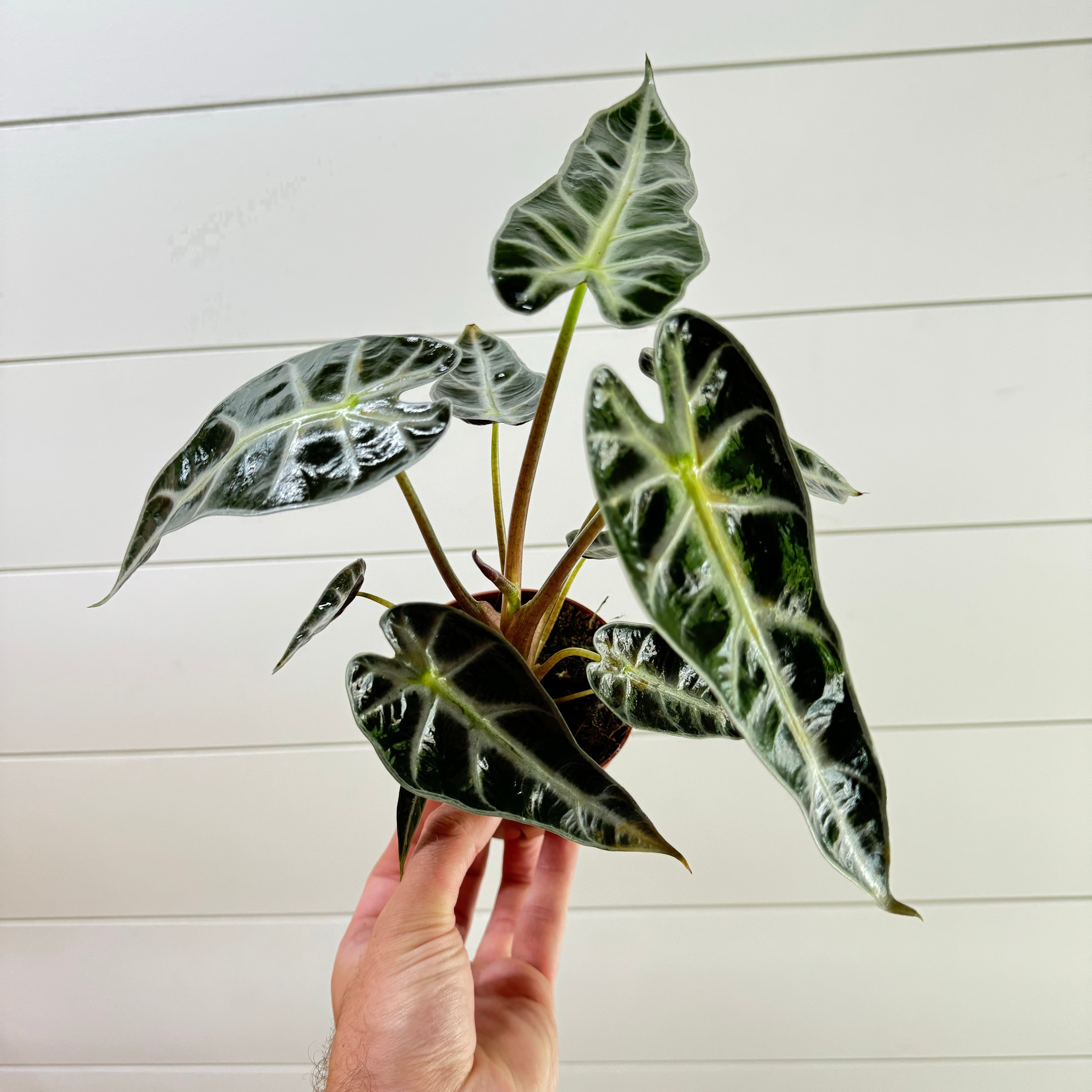 Alocasia Bambino