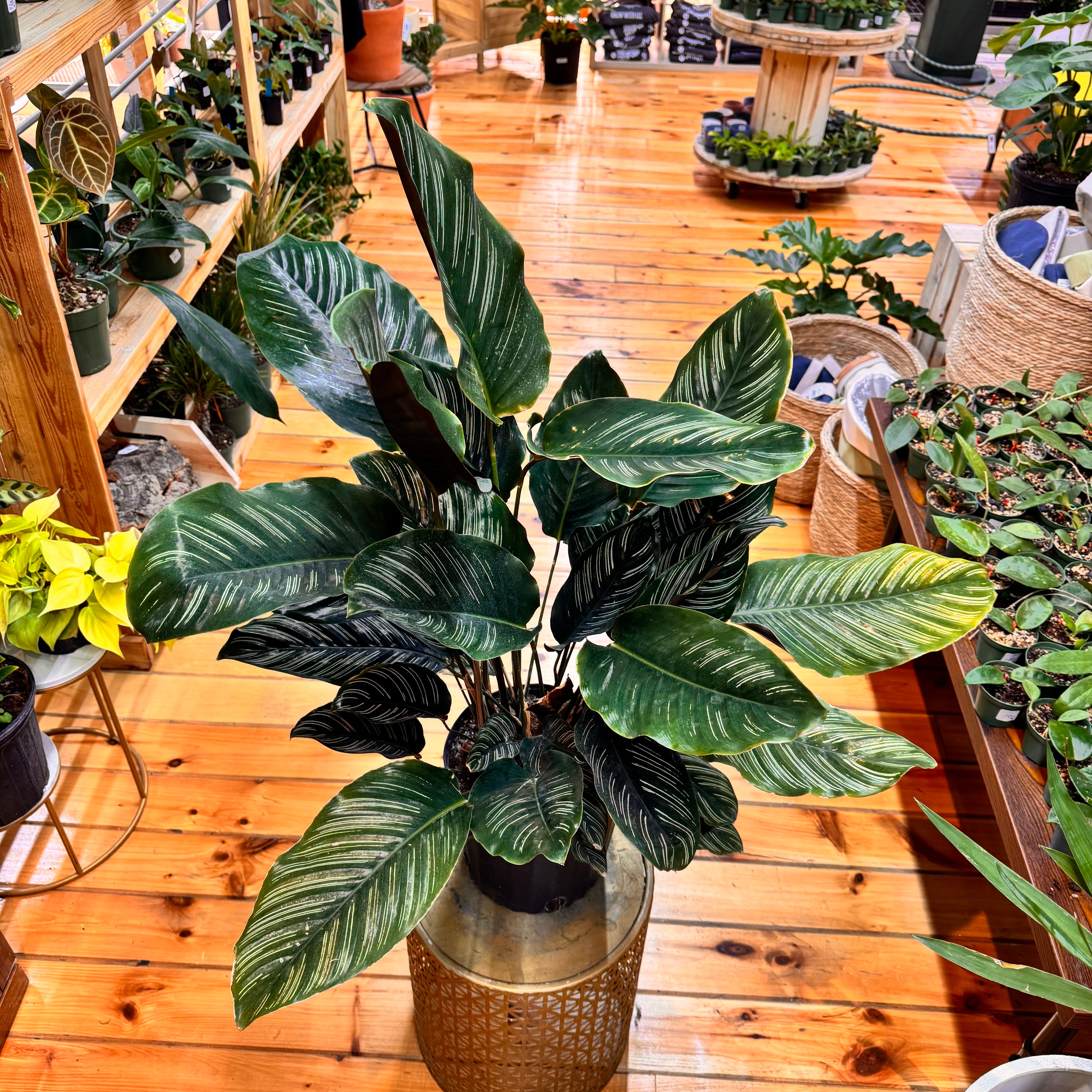 Calathea Ornata