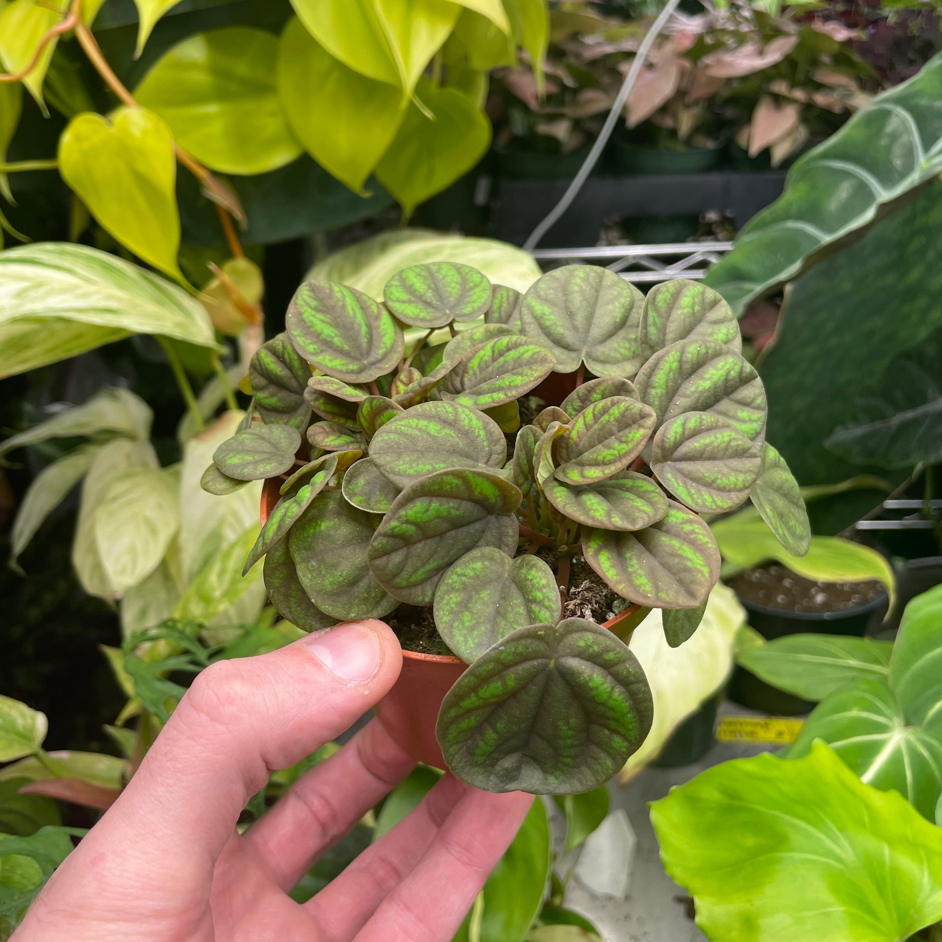 Peperomia Peppermill