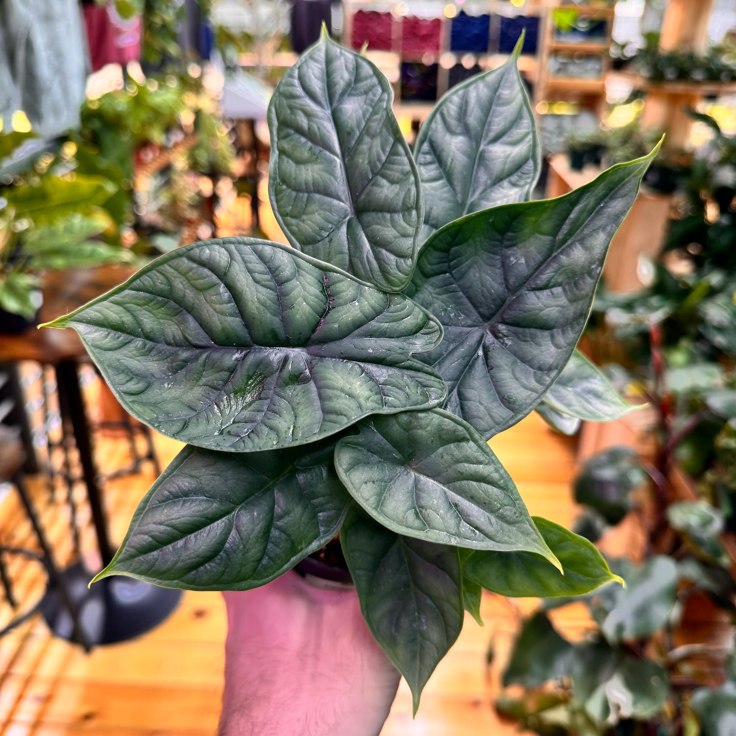 Alocasia Dragon Scale