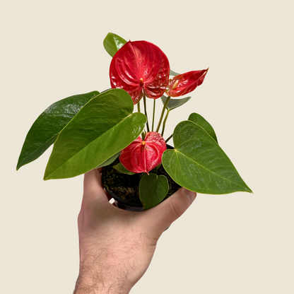 Anthurium Red