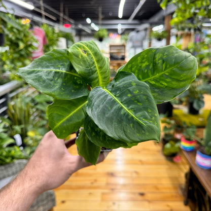 Dieffenbachia Reflector