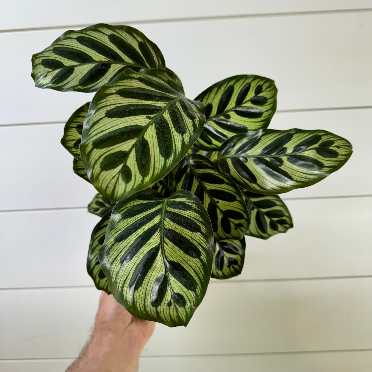 Calathea Makoyana