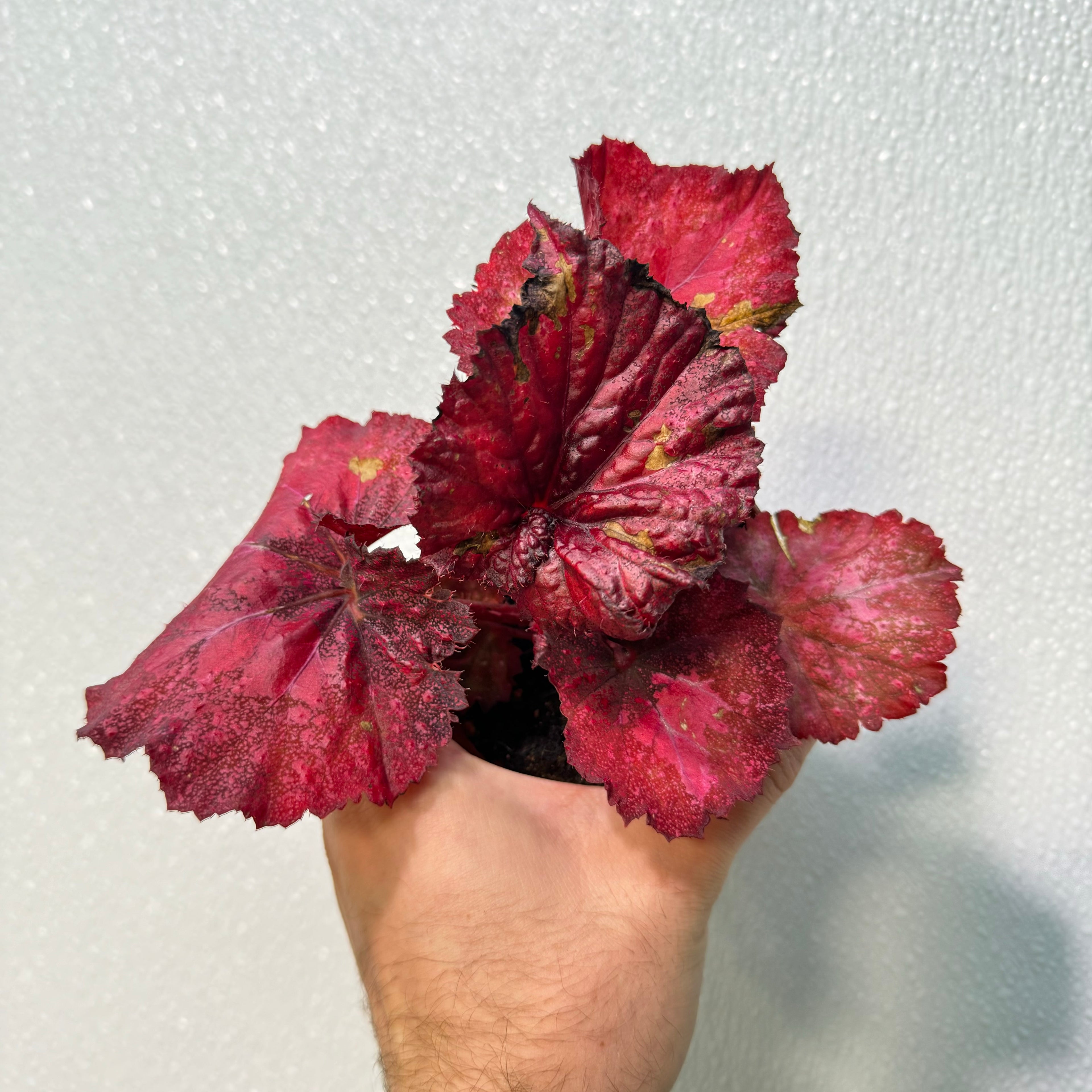 Begonia Love Hurts