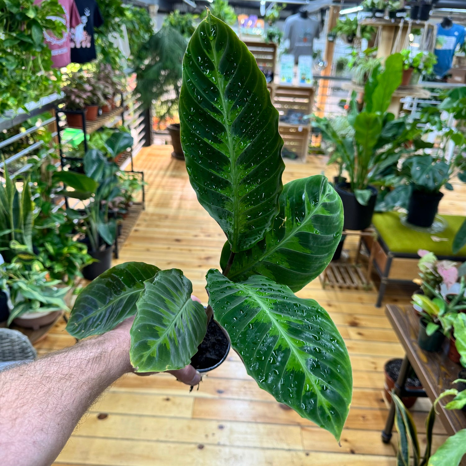 Calathea Warscewiczii