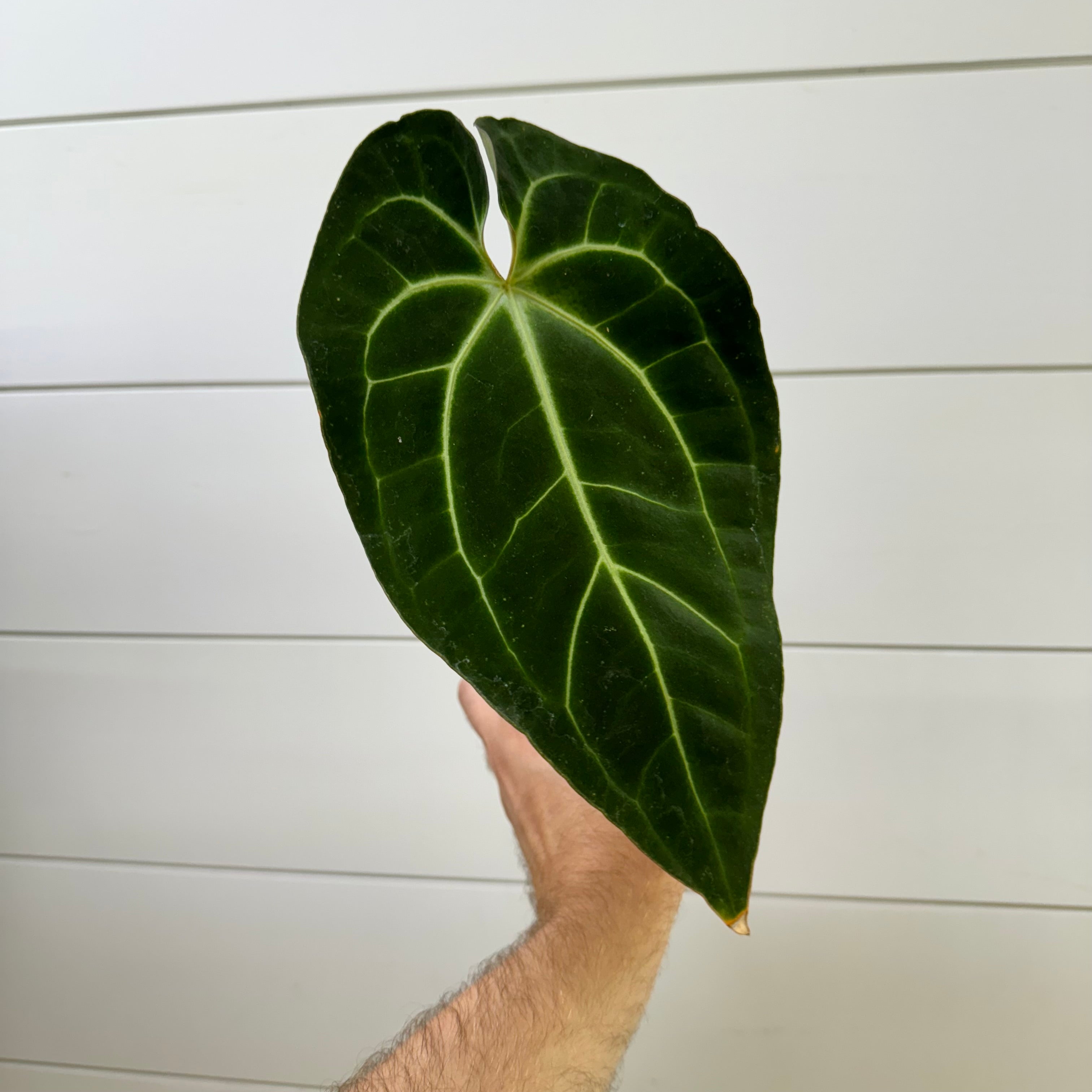 Anthurium Besseae aff