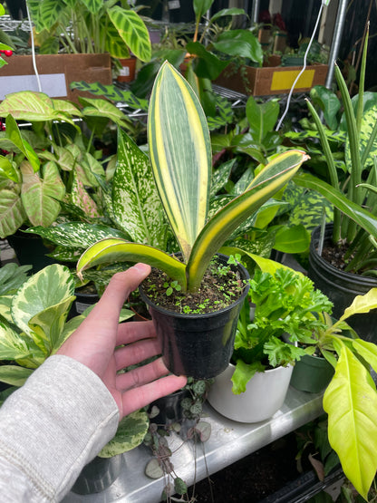 Sansevieria Whale Fin Variegated