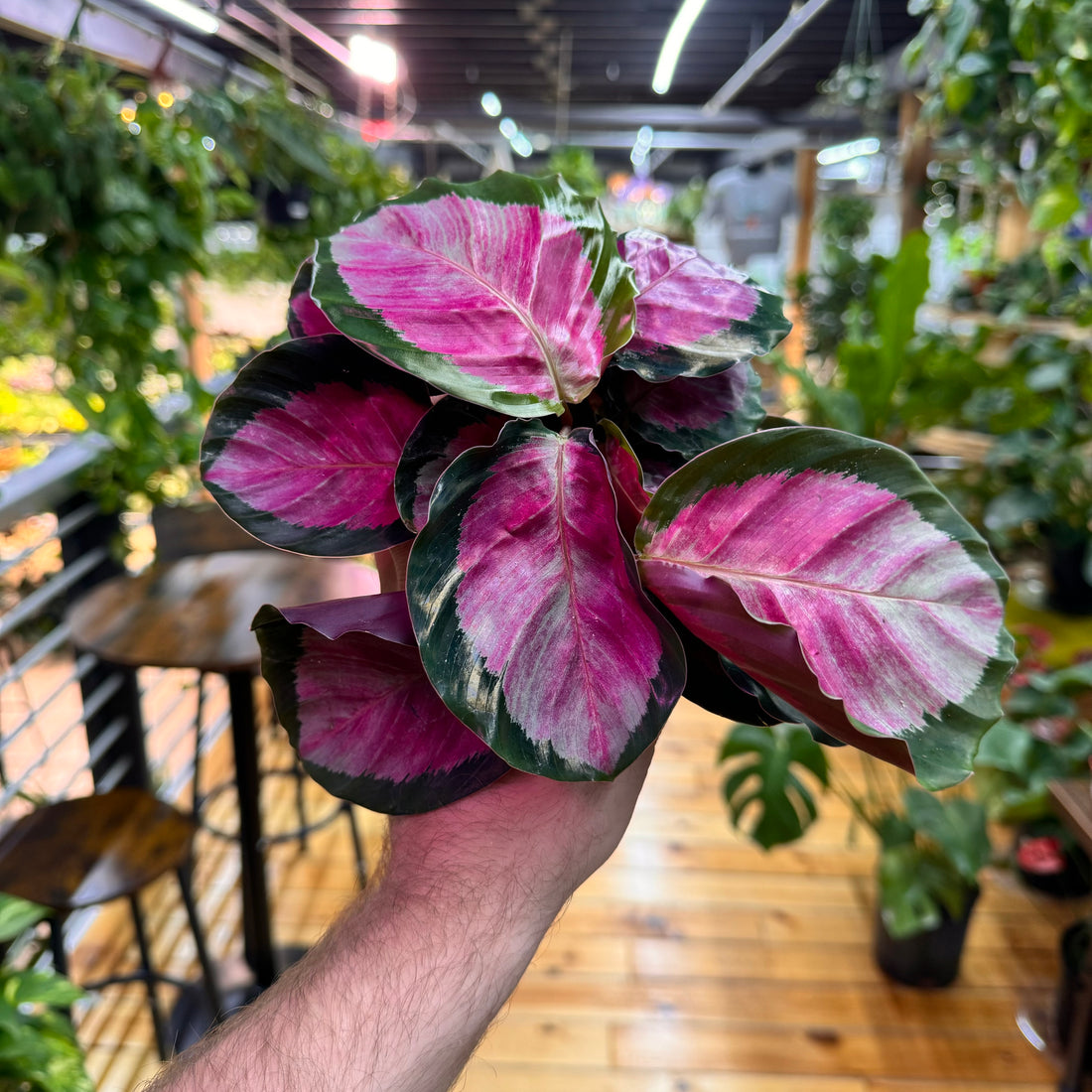 Calathea Roseopicta Rosy