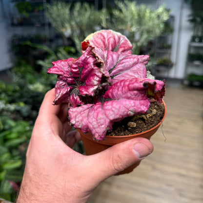 Begonia Kotobugi