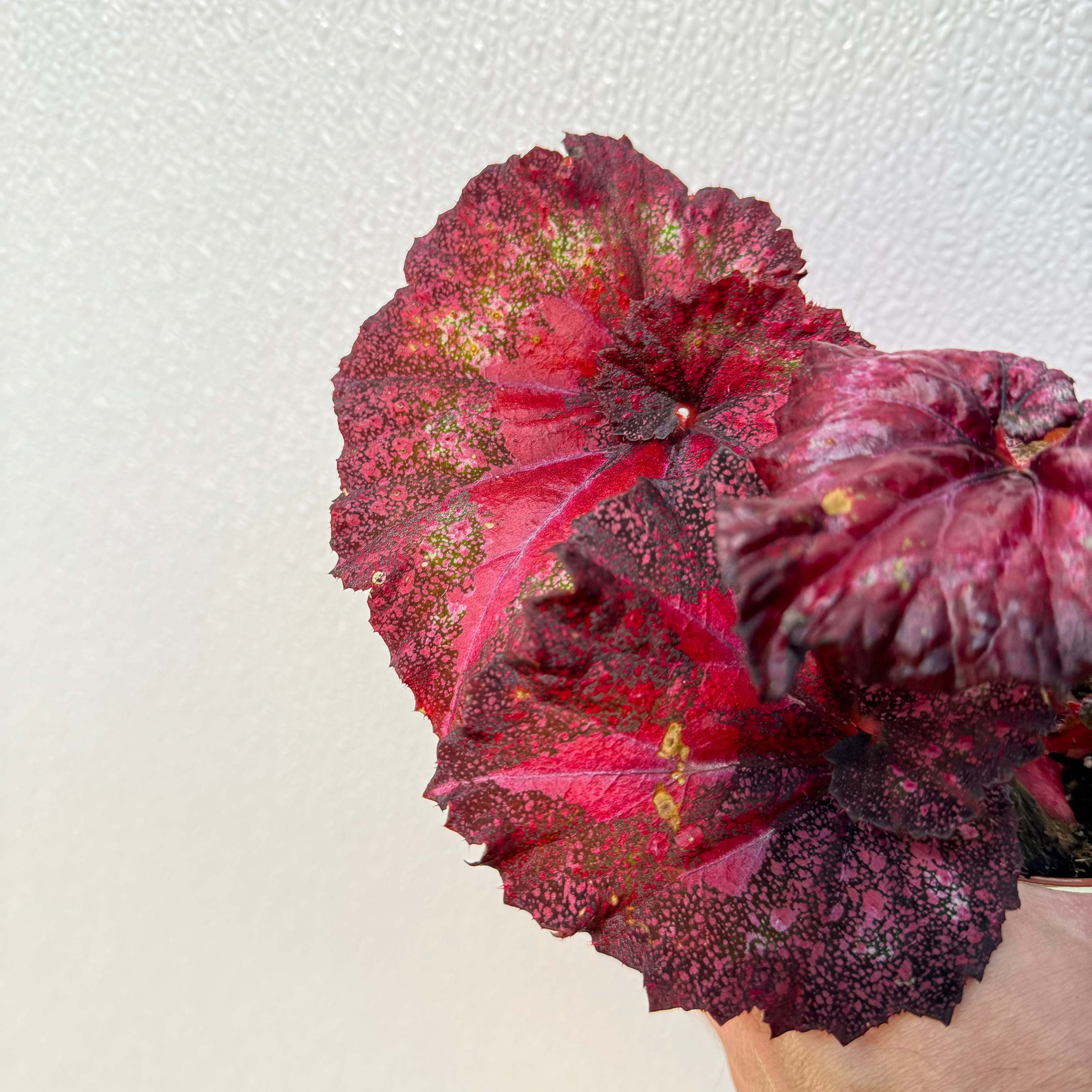 Begonia Love Hurts