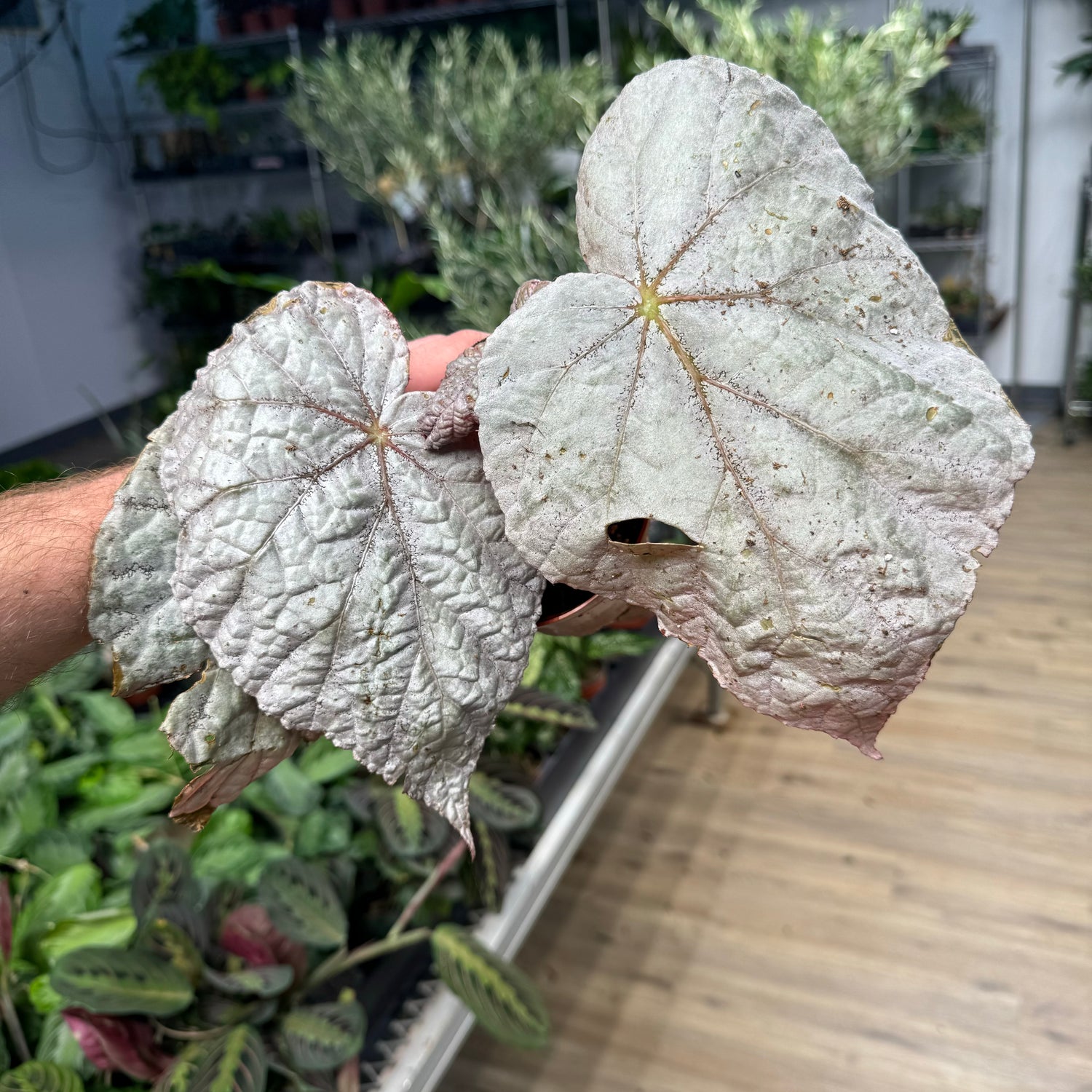 Begonia Harmony’s Silver Dollar