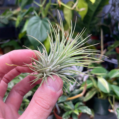 Ionantha Guatemala Air Plant