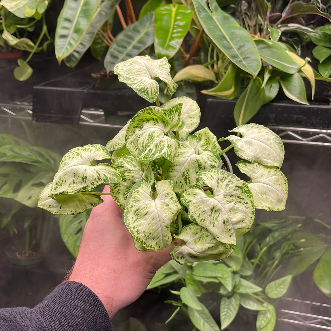 Syngonium White Butterfly