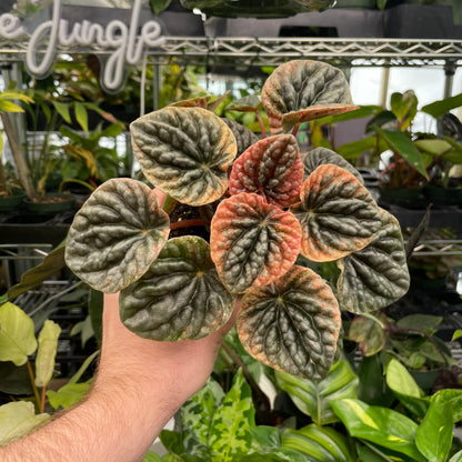 Peperomia Abricos