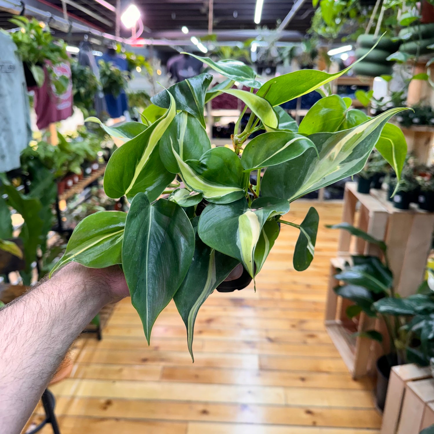 Philodendron Rio