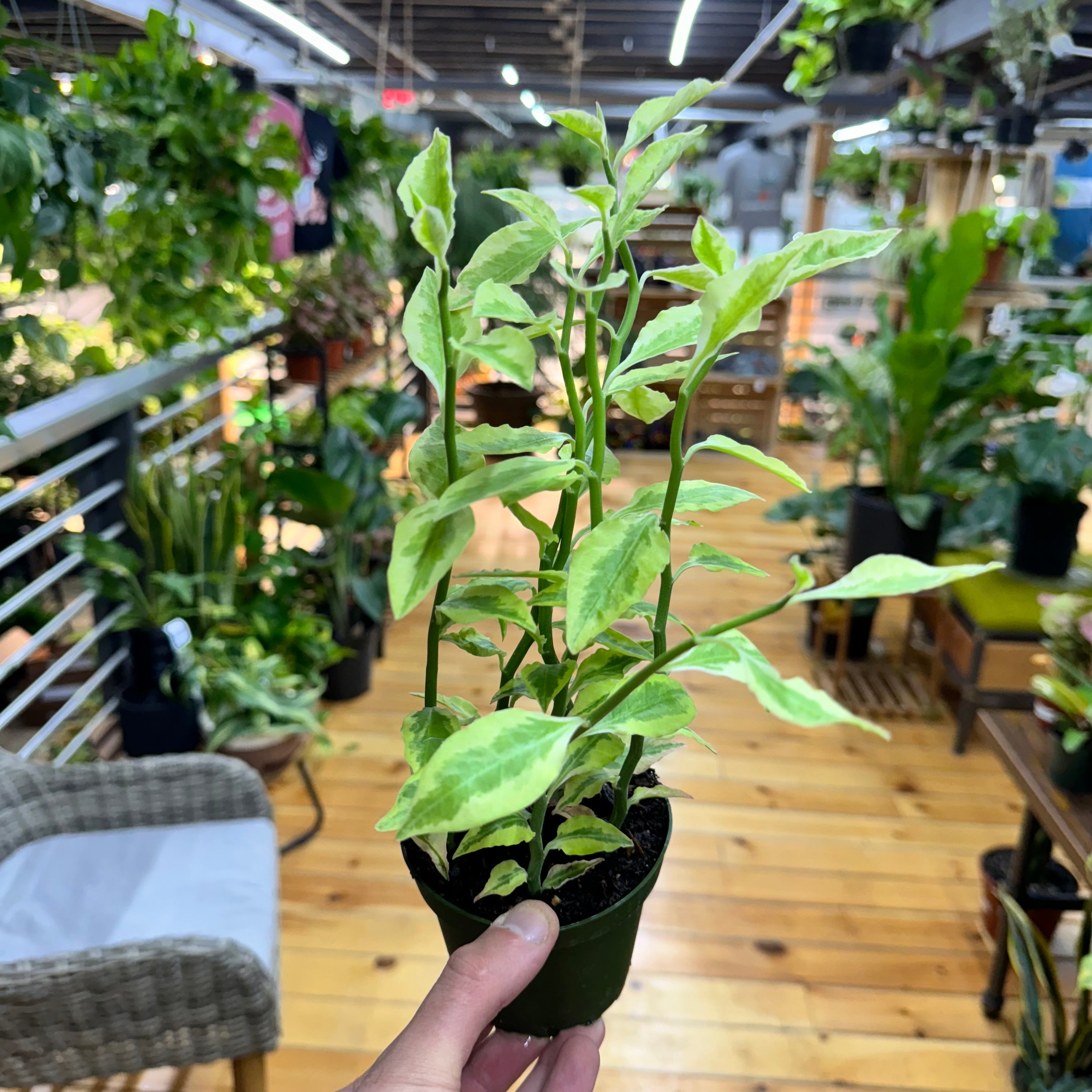 Euphorbia Tithymaloides &