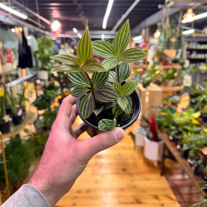 Peperomia Stilt