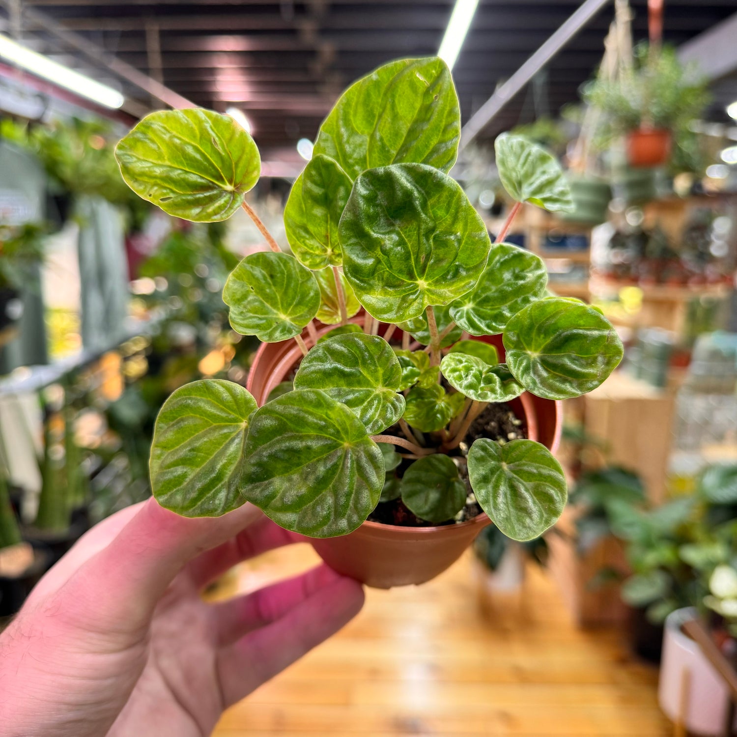 Peperomia Emerald Green