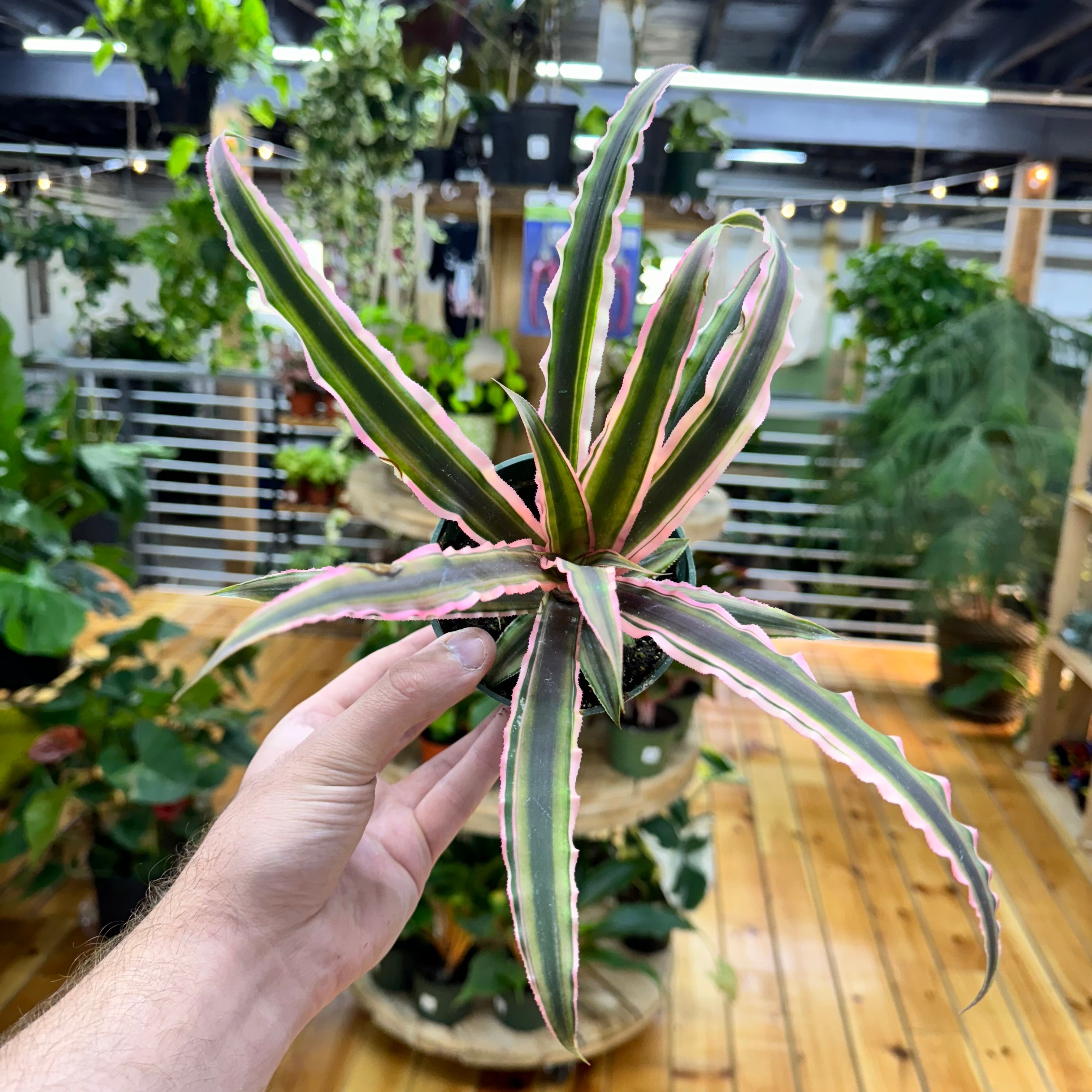 Cryptanthus Pink and Green