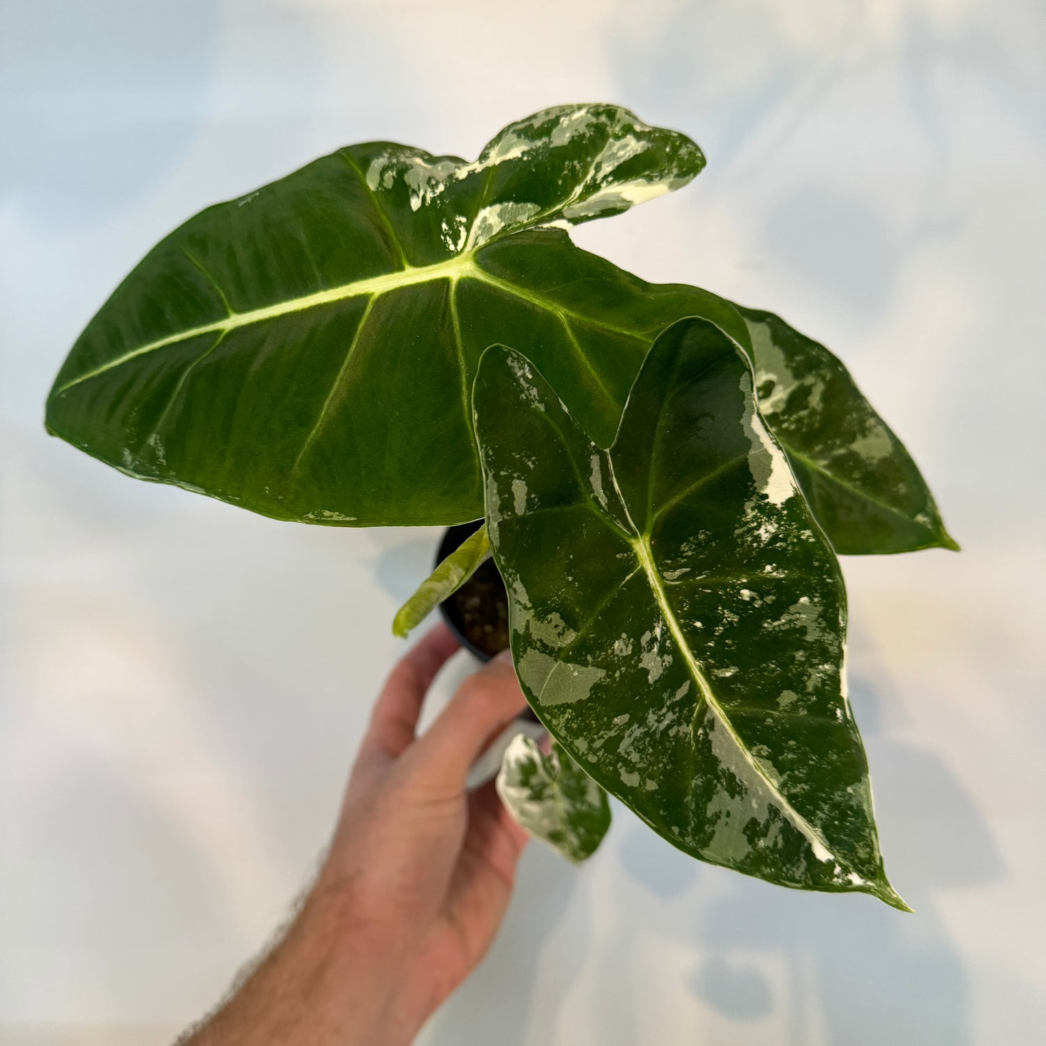 Alocasia Frydek Variegated