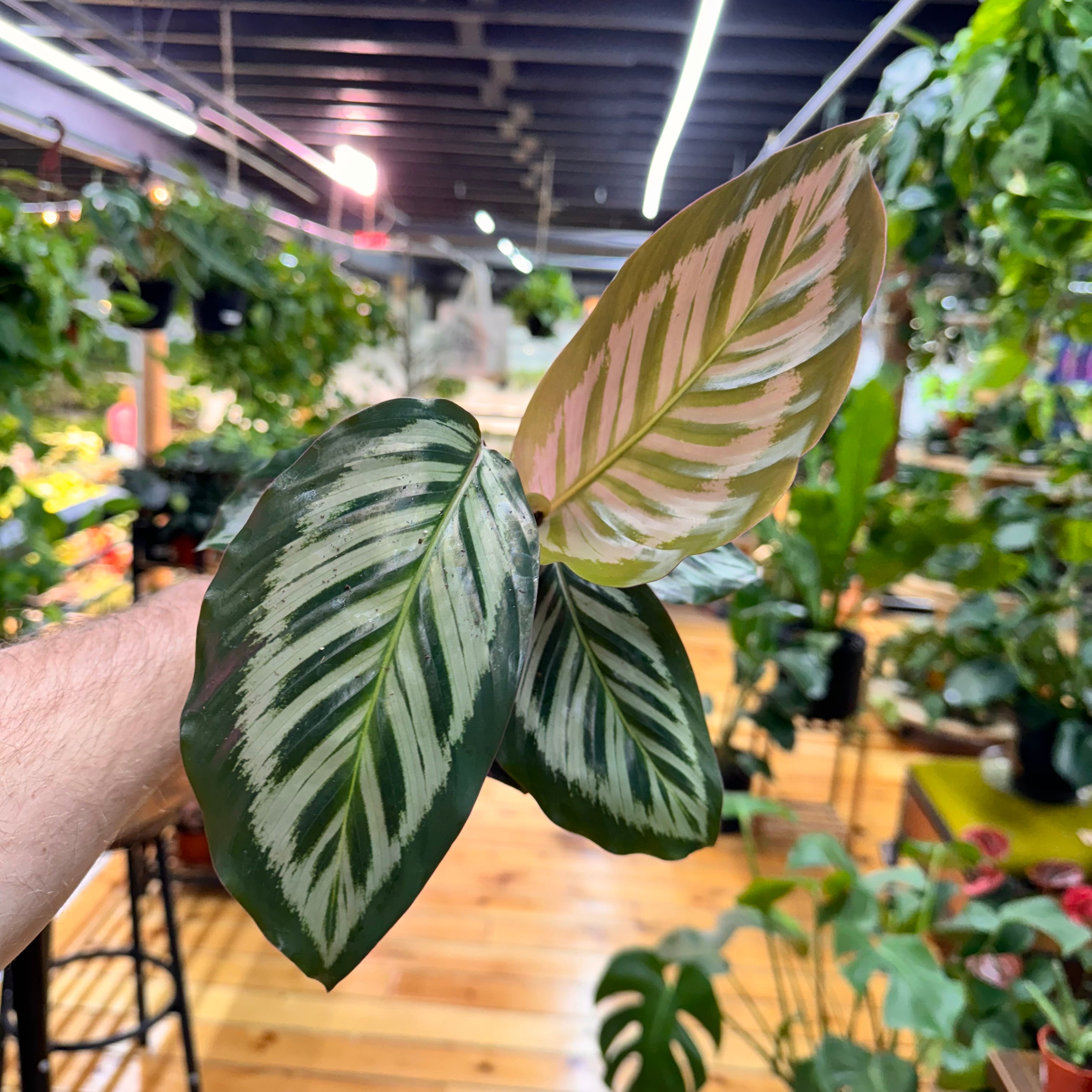 Calathea Red Peacock