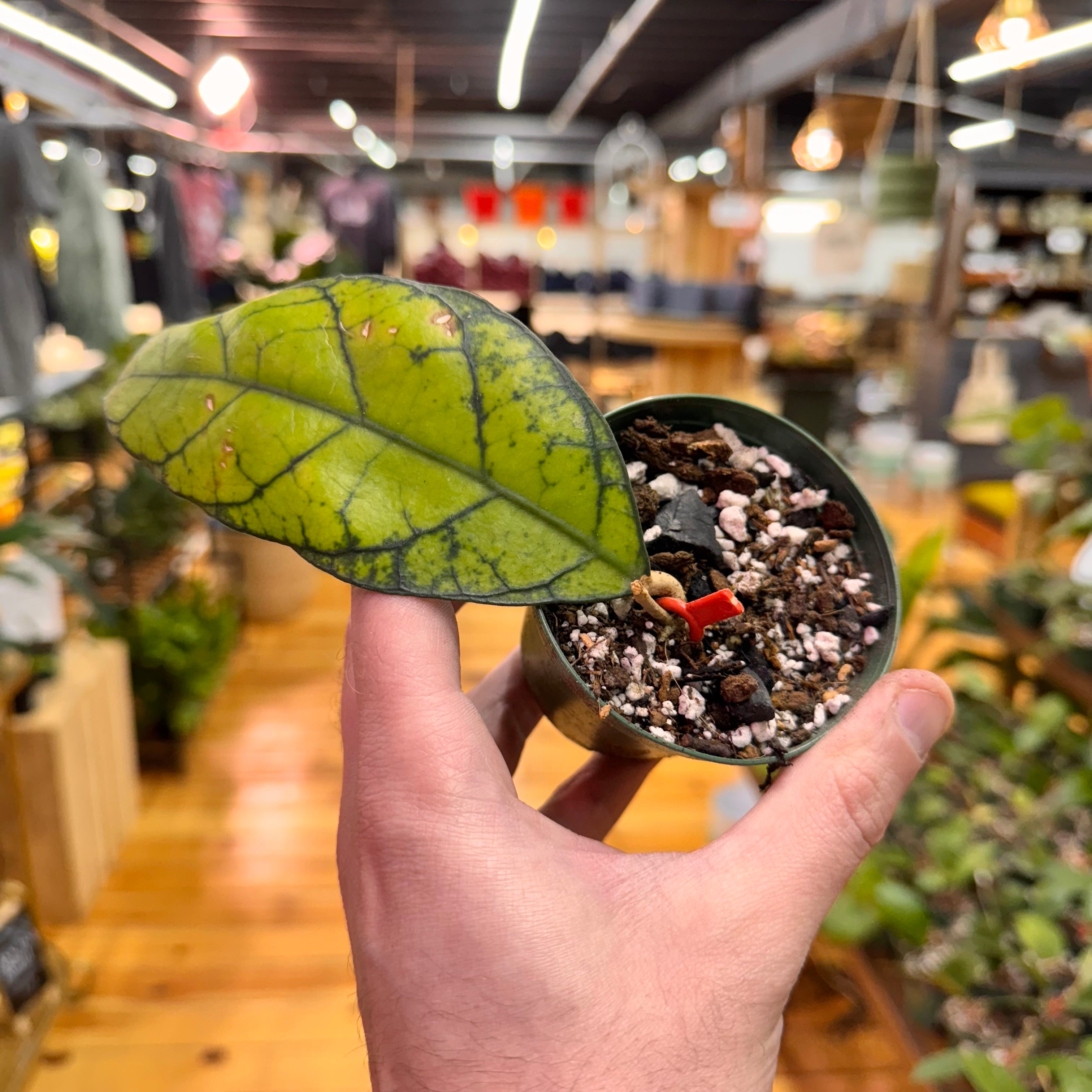 Hoya Callistophylla IML 1762
