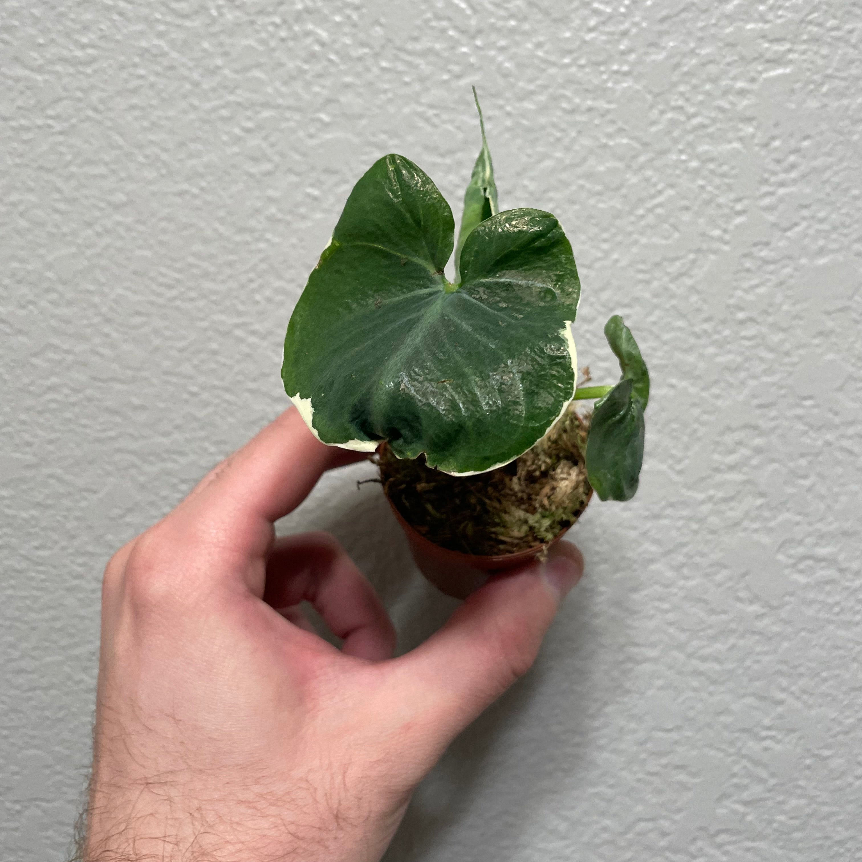 Alocasia Mickey Mouse