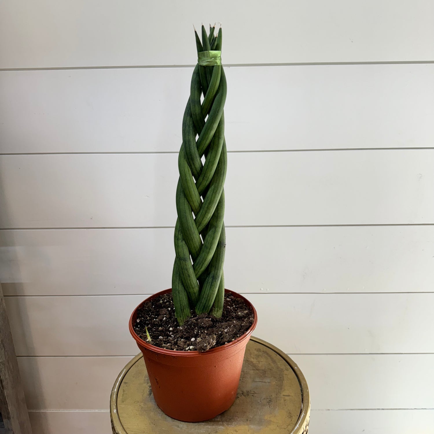 Sansevieria Cylindrica Braided