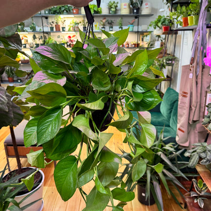 Pothos Jade