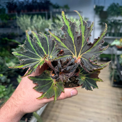 Begonia Breakdance