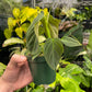 Philodendron Glorious