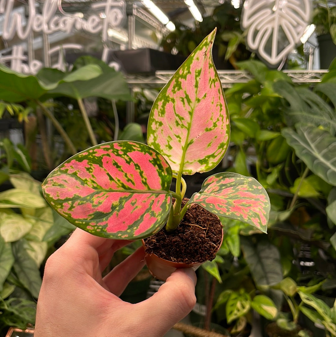 Aglaonema Ruby