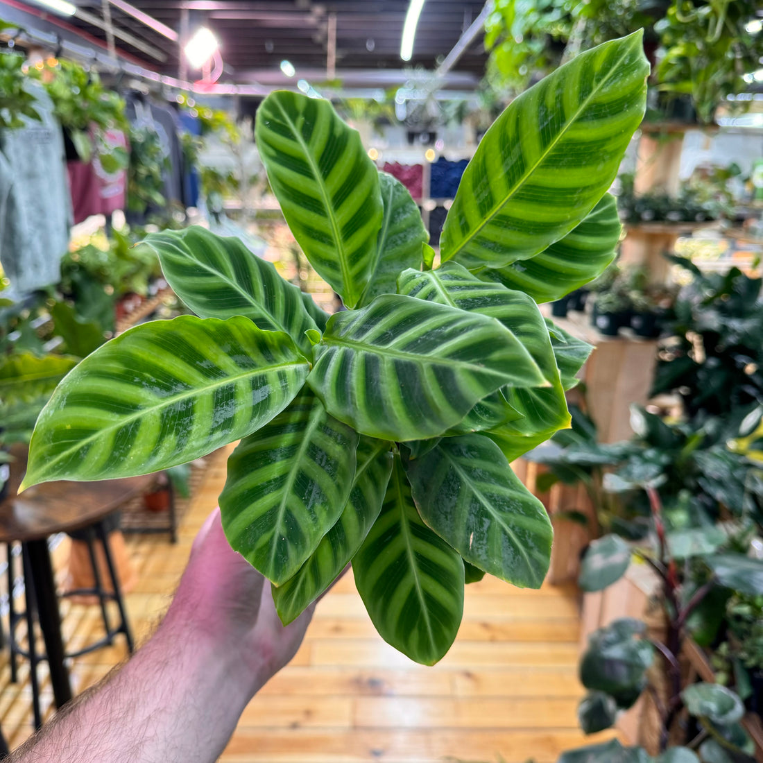 Calathea Zebrina