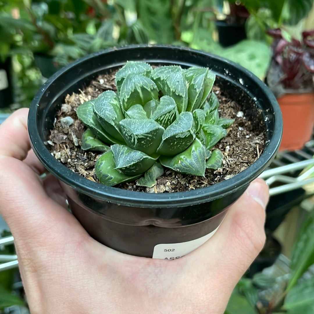 Haworthia Star Cactus