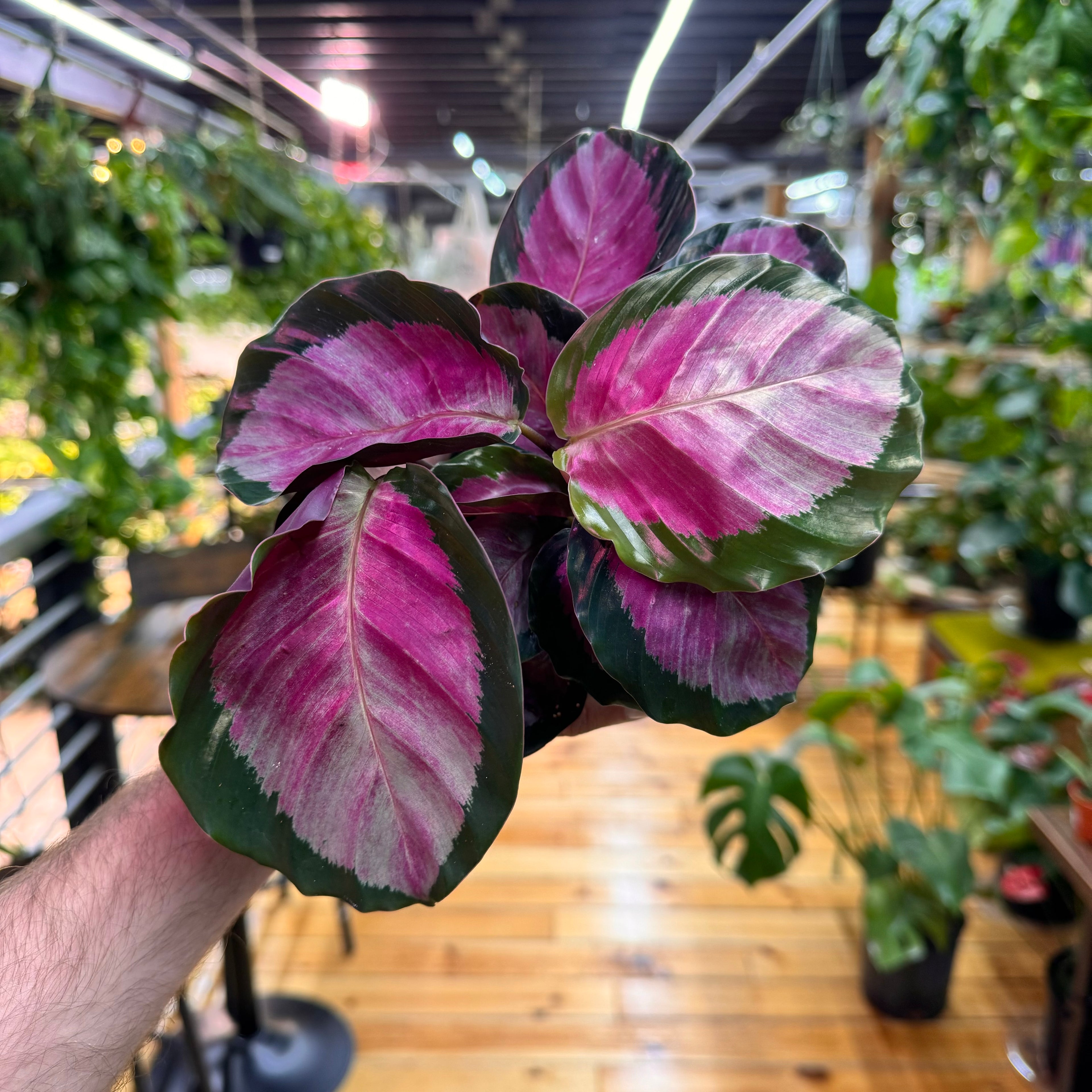 Calathea Roseopicta Rosy