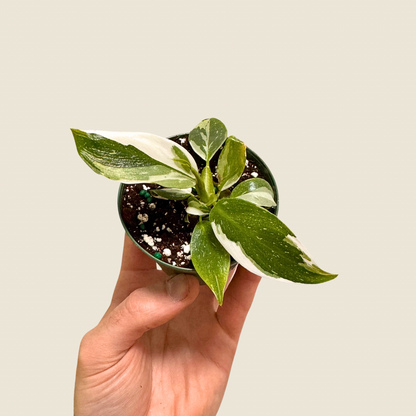 Philodendron White Wizard