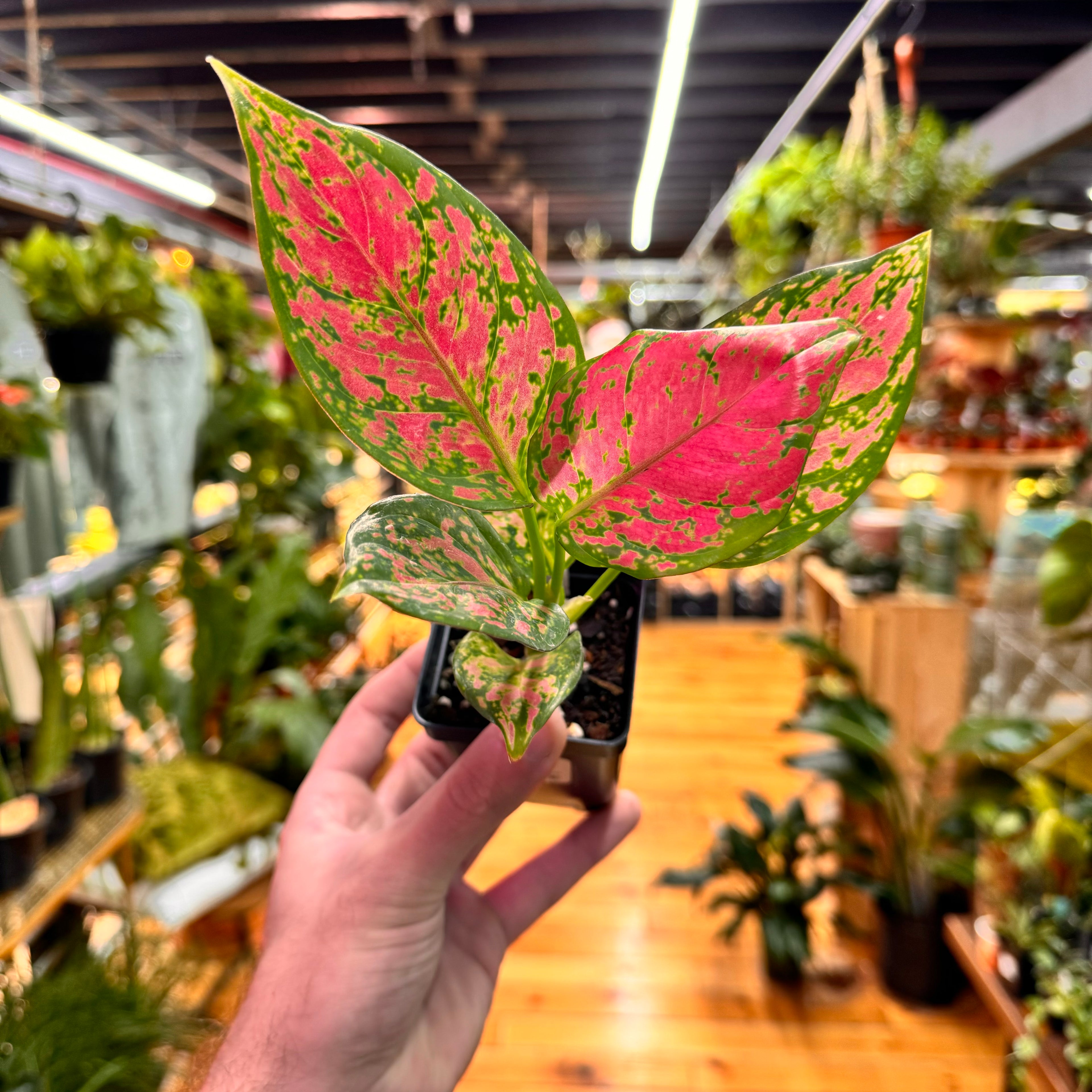 Aglaonema Red Valentine