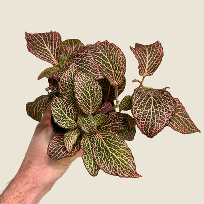 Fittonia Nerve Plant