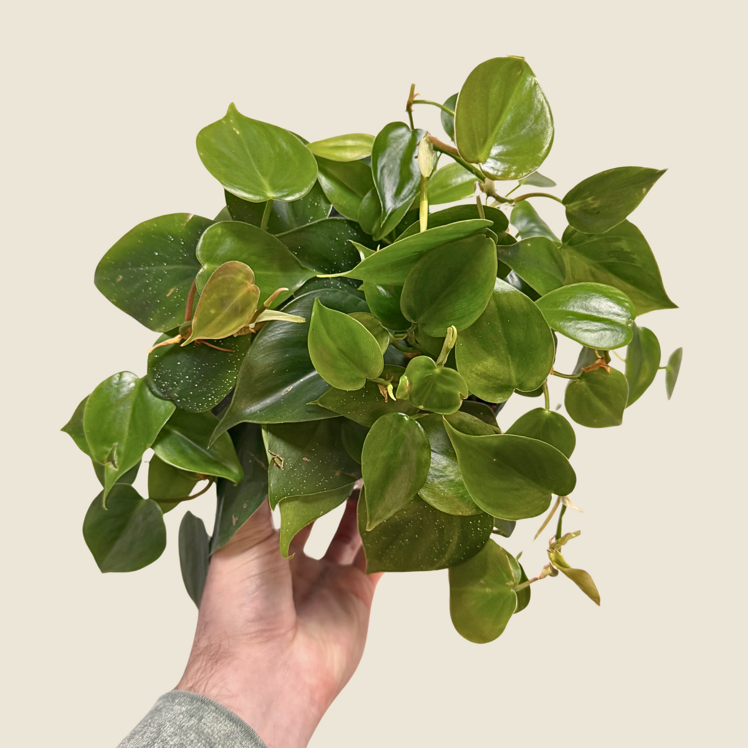 Philodendron Heartleaf