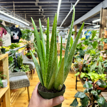 Aloe Vera