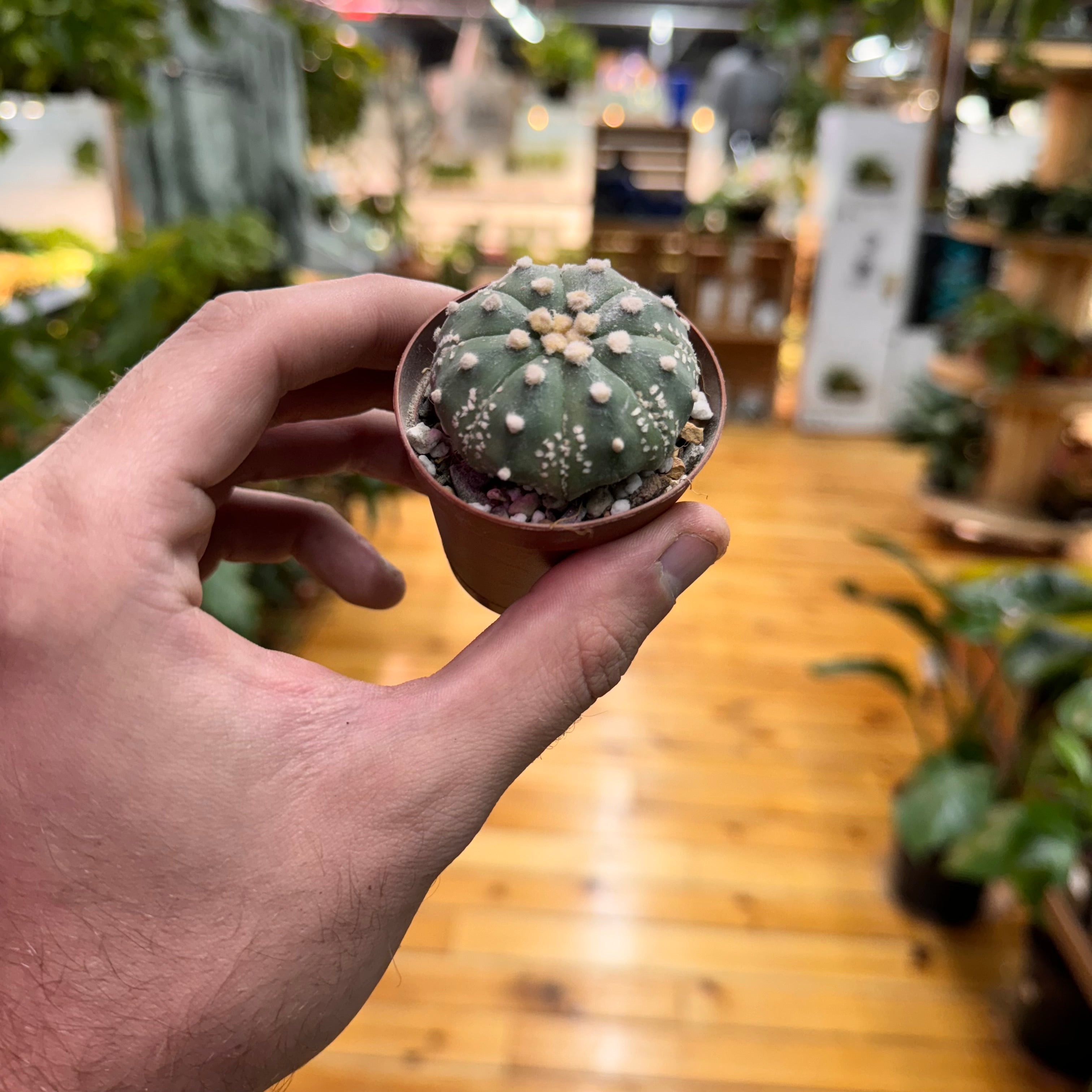 Cactus Astrophytum Asterias