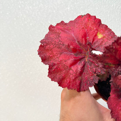 Begonia Love Hurts