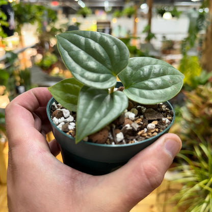 Anthurium Luxurians Platinum