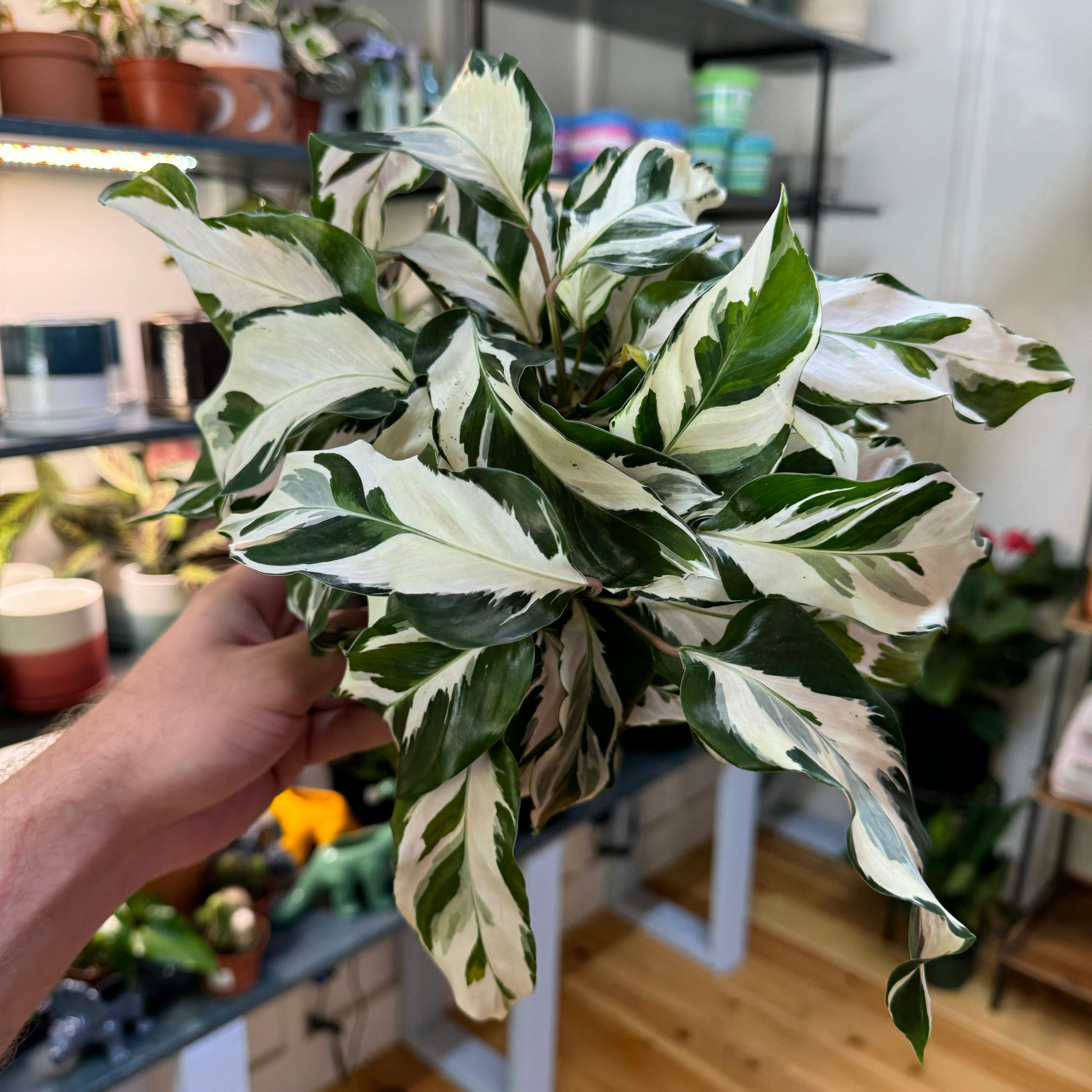 Calathea White Fusion