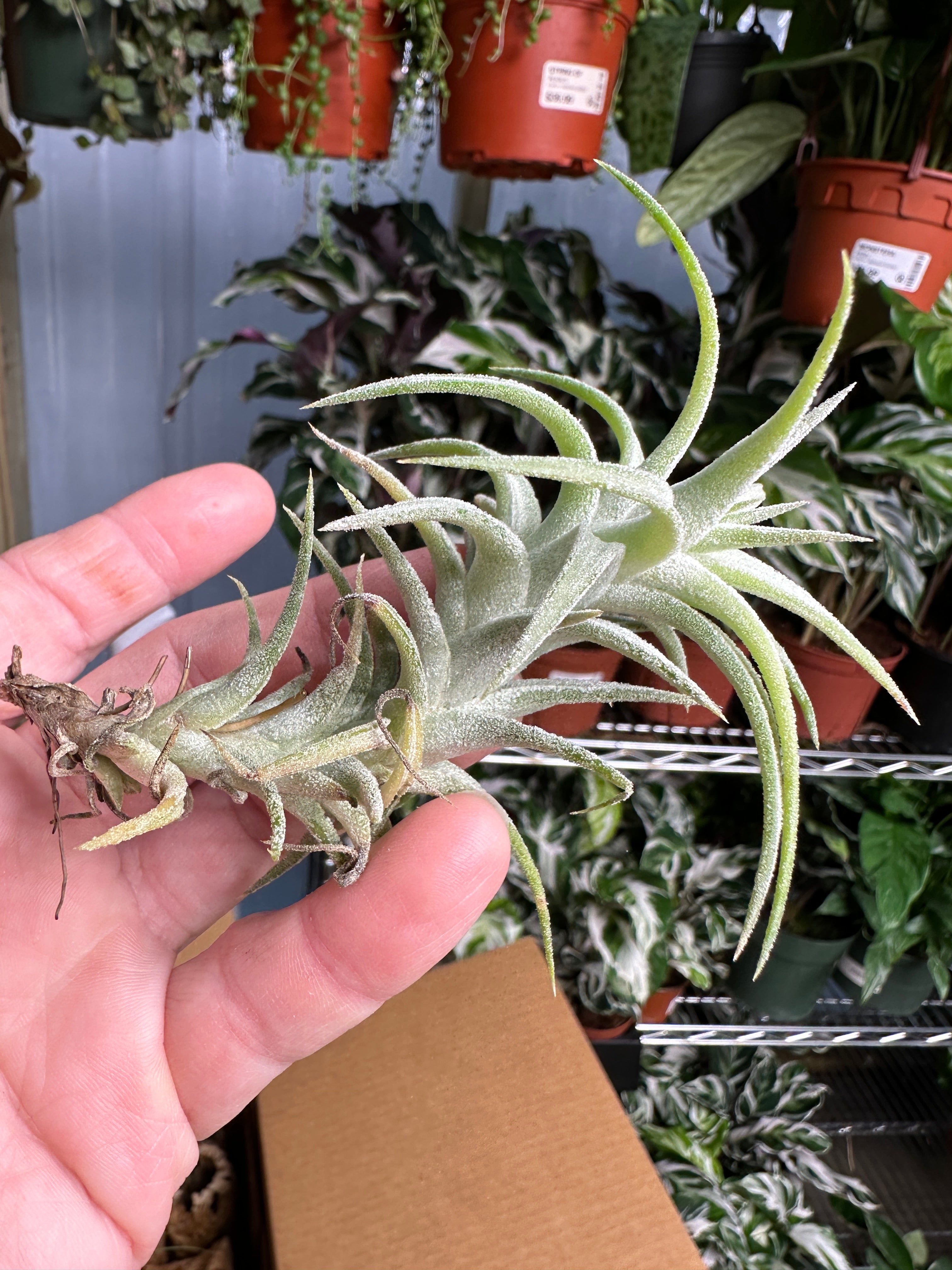 Harrisii Air Plant