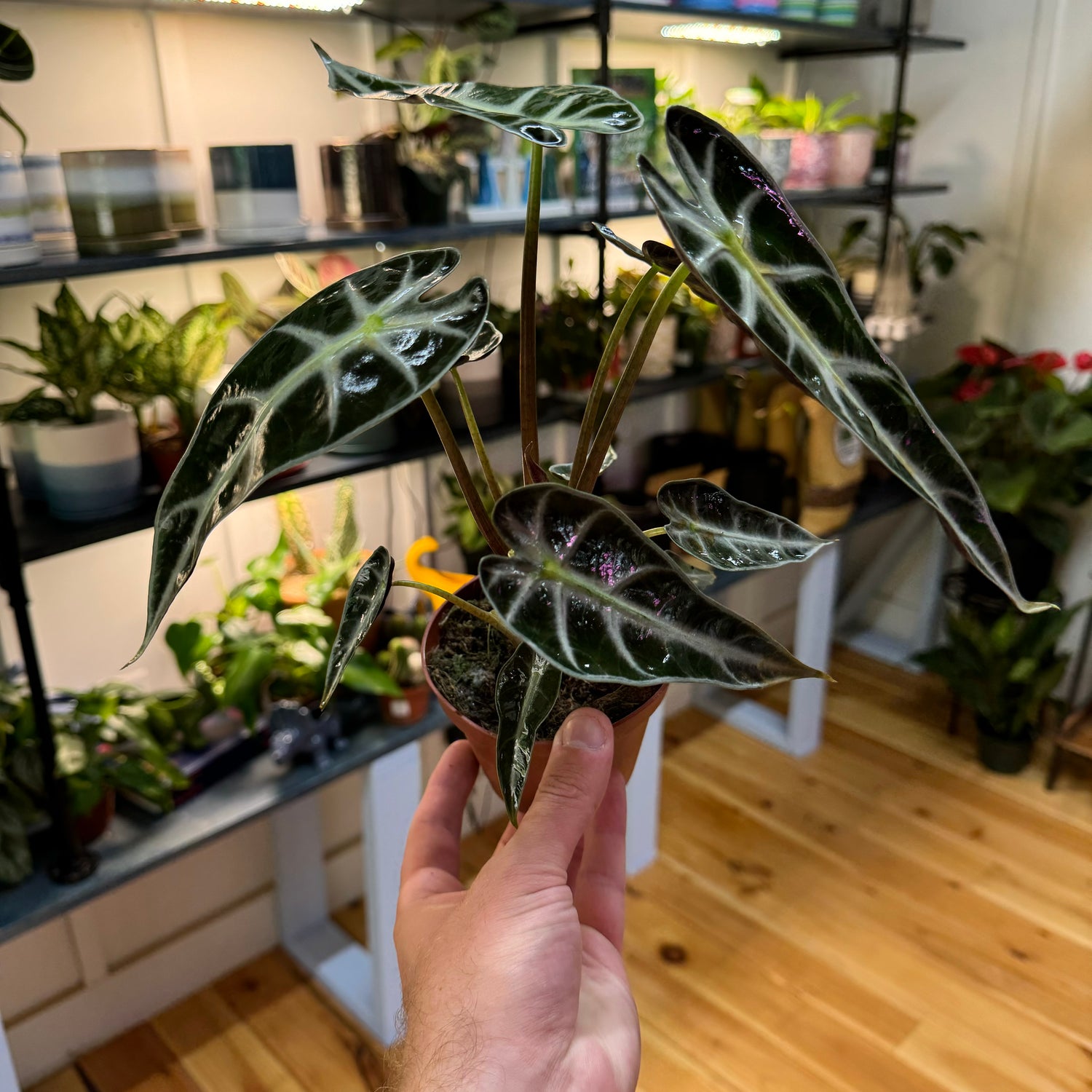 Alocasia Bambino