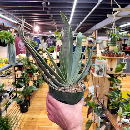 Aloe Fan