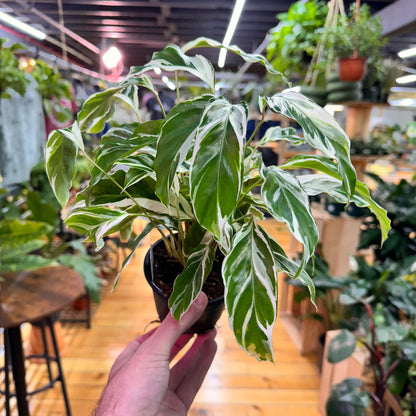 Calathea White Fusion